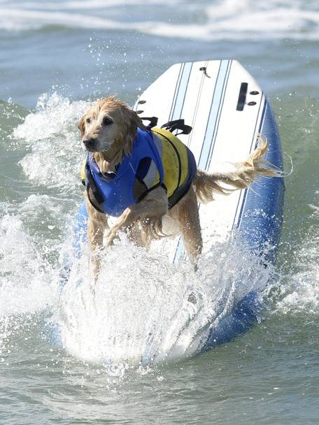 Un cane conduce la tavola, alla Surf City Surf Dog competition di Huntington Beach, California (EPA)